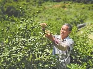 青柠檬种植前景(百色凌云青柠檬：餐桌佐料蕴含致富商机)