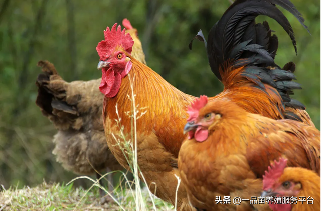 麻鸭价格突破17元新高，养殖户苦等了3年，家禽养殖周期虽迟但到