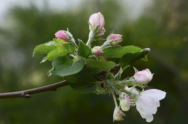 苹果矮化高产栽培集成技术，抓好这6个要点管理，促进苹果树生长