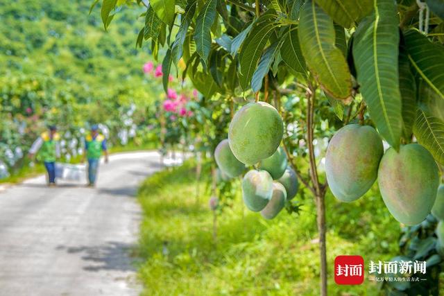 攀枝花芒果进入挂果期 6月就将上市｜寻味乡村里的四川