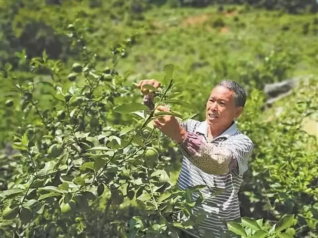 百色凌云青柠檬：餐桌佐料蕴含致富商机