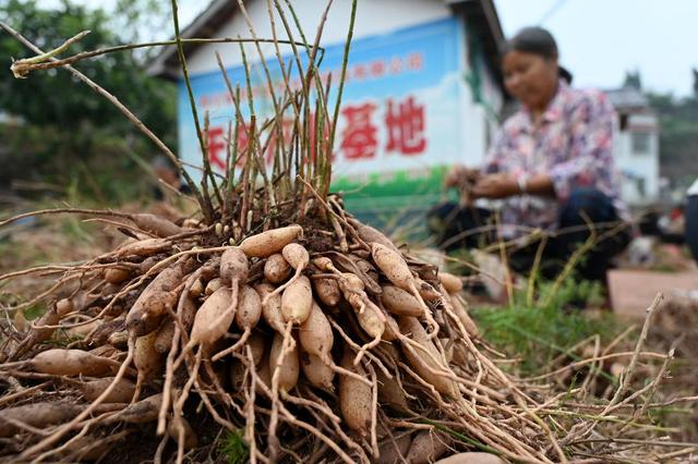 天冬种植的效益何在？｜十问内江东兴区 产业强区靠什么①