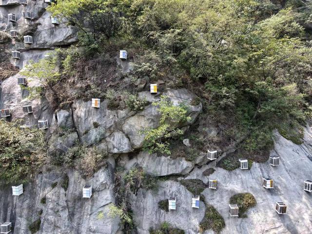 高温持续、雨季迟来，京郊中华蜂面临食物困境