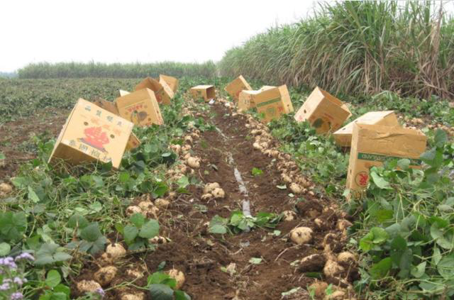 优质豆薯的栽培技术，学会科学种植方法，才能更有效提高产量