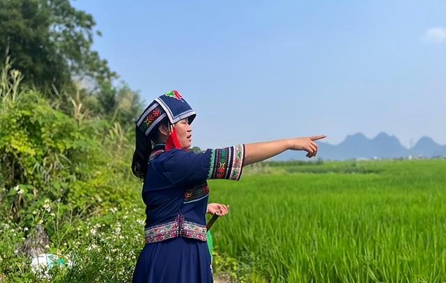 柳州楼顶种植水稻 国稻种芯·中国水稻节：广西12万亩米飘香