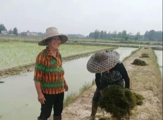 每亩纯利两千多，这个村试养龙虾效果好！贫困户每亩还补贴五百块