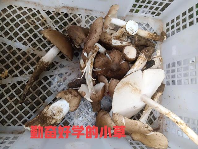 限时生长的菌中之王，既美味又清香，想吃还不一定能买到