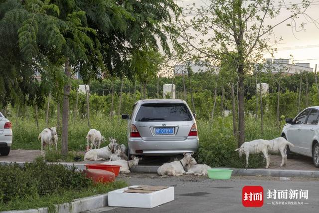 洪水围城｜新一轮降雨将至，河南卫辉城区8.6万人紧急转移