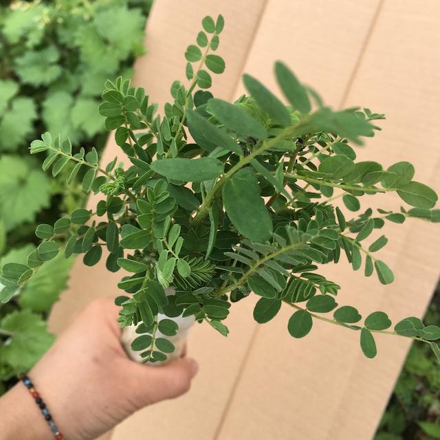 黄芪种植过程中存在的问题及对策