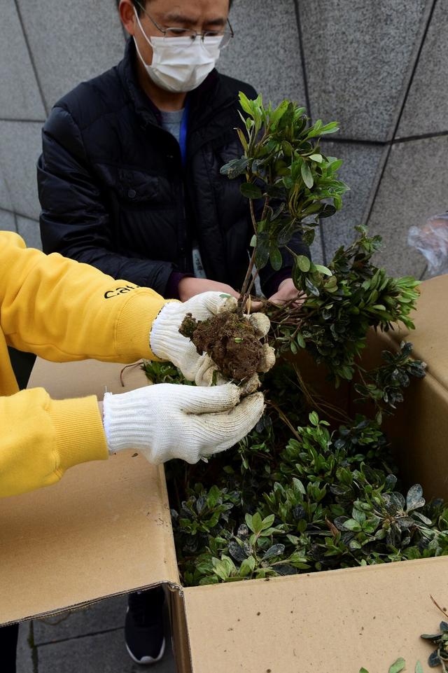 今天你领到市花杜鹃了吗？专业人士教你怎么种好它