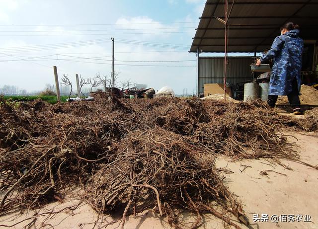 为应对化肥涨价，农民调整种植方式，一亩中药材种出4亩粮食价值