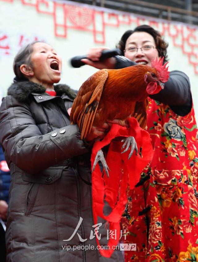 四川华蓥：养殖大户土鸡“选美”