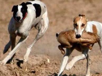 中国十大犬种之山东细犬