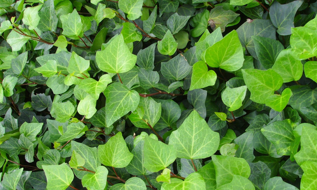 居家必备，四季常青的藤本植物—常春藤种植技术