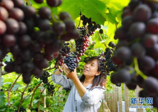 河北唐山：葡萄专业种植村里果飘香