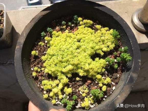 招财纳福的黄金草多肉植物，遇到徒长不用慌！几个步骤养回高颜值