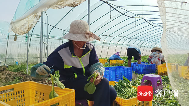 每天供应两三千斤蔬菜 琼海嘉积镇大礼村大宗洋大棚菜喜获丰收