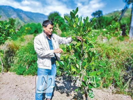 易门县木厂村：种下菠萝蜜走上“甜蜜”致富路