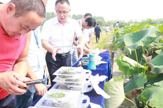 年产龟鳖20万斤，“荷鳖鱼共生”等绿色模式在这里大显身手