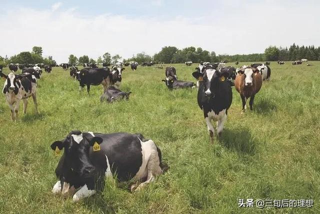 牛羊养殖的宝典，养殖户：积累经验，学会管理，吃苦耐劳是关键