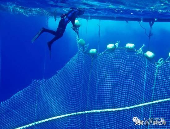 蓝鳍金枪鱼：“海底熊猫”的未知命运！