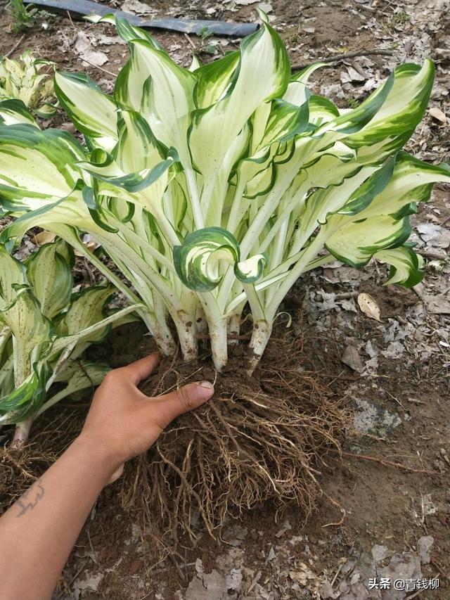 玉簪花繁殖及病虫害防治栽培技术