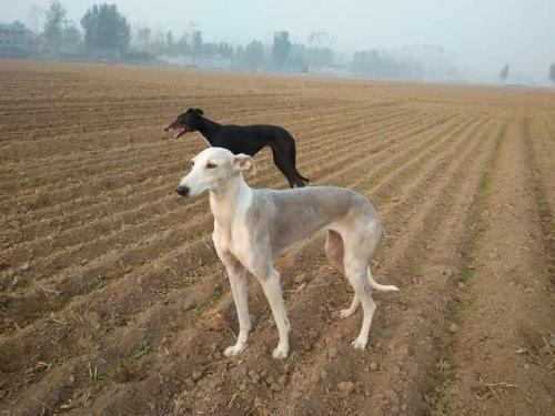 中国十大犬种之山东细犬