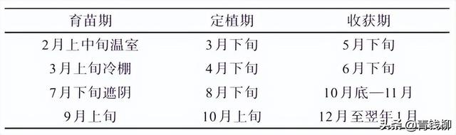 提高水果苤蓝产量与品质的关键技术