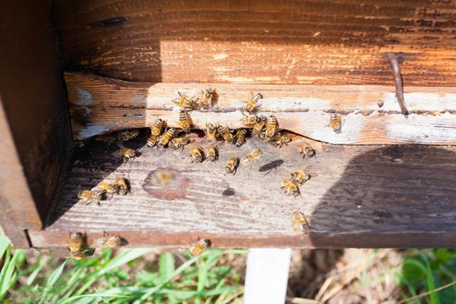 蜜蜂养殖技术｜中蜂群春繁中巢虫的危害、活动规律及蜂群本能防御