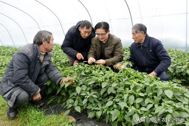 冬季大棚蔬菜要高产，通风、保温、控湿、补光四项管理是关键