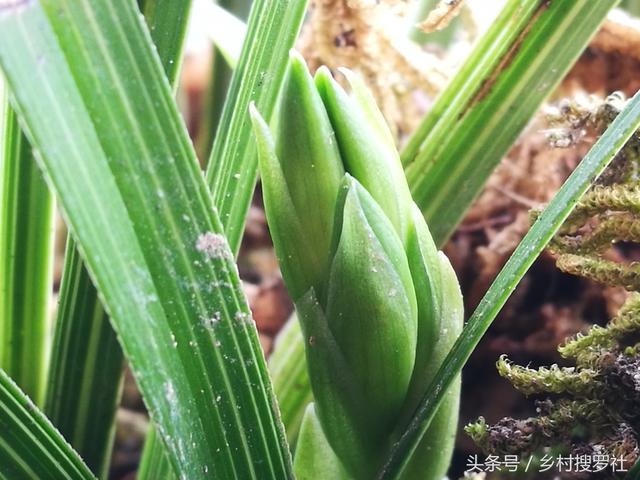 野生兰花切忌赌草，真正的野生珍品兰花太少了，别存侥幸之心