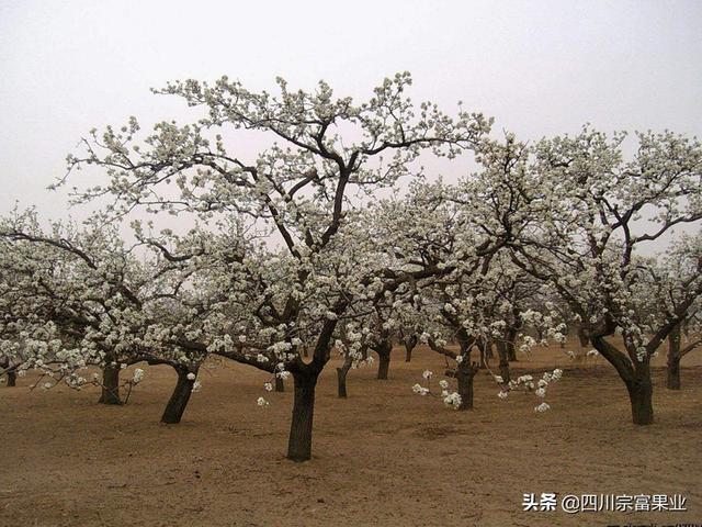 梨树苗移栽成活不理想？可能你没有注意这4点，提高你的成活率