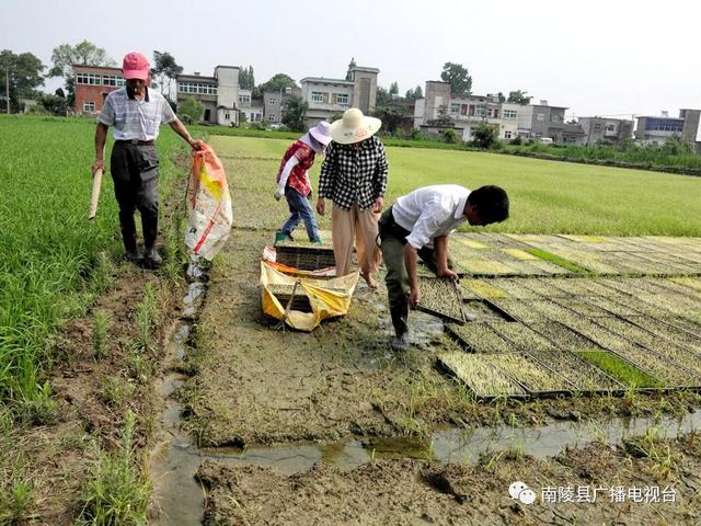 南陵有家专业合作社，开辟了自己的天地