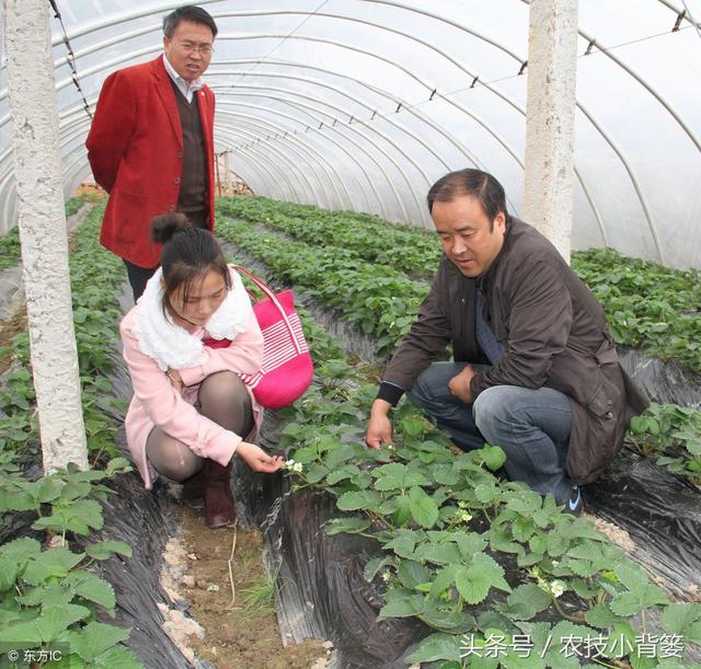 手把手教你种草莓，学会这些你就是草莓种植高手！