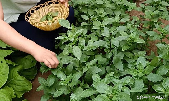 这种香料作用真大，知道的种越来越多，关键它撒籽就长，太好种了