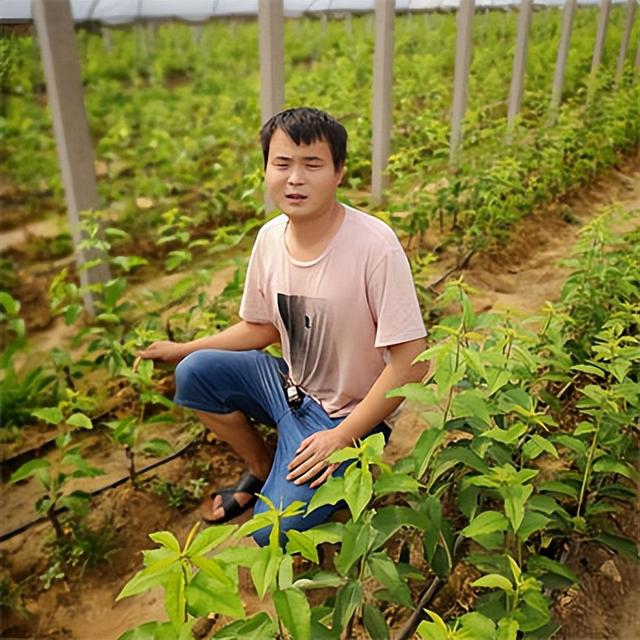 齐早樱桃苗品种特点介绍，耐寒的车厘子品种栽植简单收益高