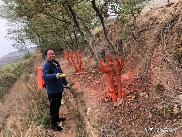 走进林草科技 共建美好家园——临夏州林草局花椒栽培管理技术要点