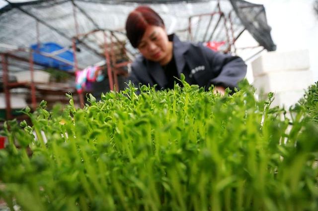 豌豆芽菜味道好，生长快，4步就能完成豌豆芽菜培育工作