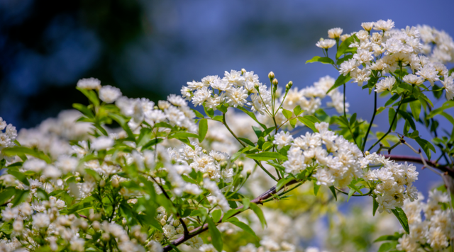 木香花开 不语也倾城