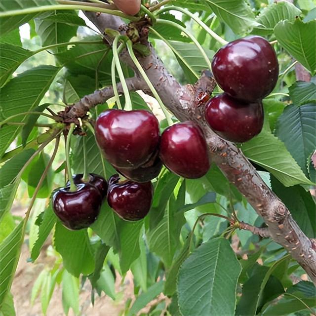 齐早樱桃苗品种特点介绍，耐寒的车厘子品种栽植简单收益高