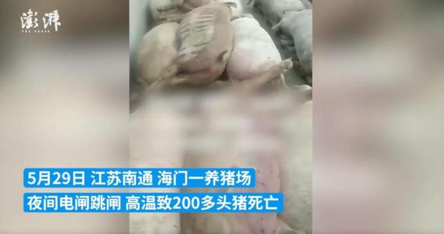 跳闸断电5000头猪被热死？养殖场回应