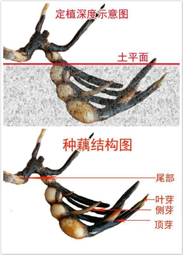 碗莲种植正当时，种植养护教程全奉上