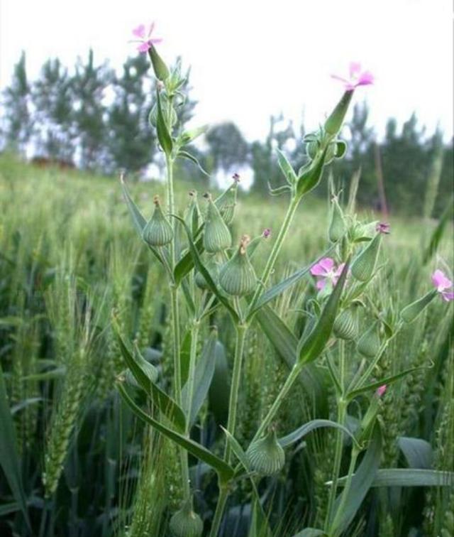 面条菜：买要8块1斤，以前蒸包子能吃5个，现在农村1棵都不好找