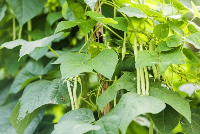 日光温室西葫芦间作豆角、番茄栽培模式，学到就是赚到