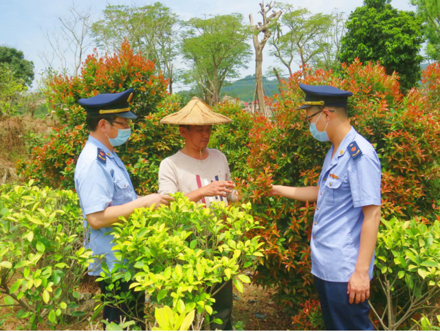 龙海市市场监管局引导溪坂村村民种植花木助农走上脱贫致富路