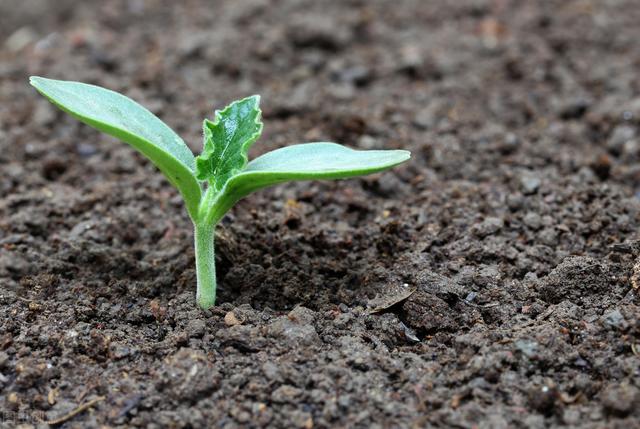 日光温室西葫芦间作豆角、番茄栽培模式，学到就是赚到