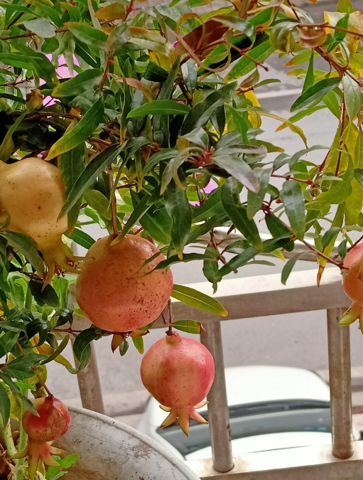 石榴花养殖重点在哪？做到这几点，促花促果才是王道