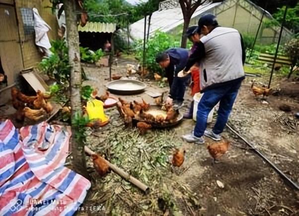 市畜牧水产（家禽）技术专家服务团 到六盘水乌蒙凤生态种植养殖有限公司开展技术指导及服务