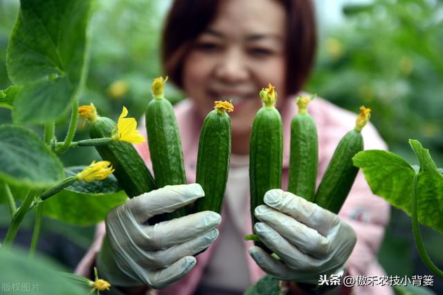 冬季大棚蔬菜要高产，通风、保温、控湿、补光四项管理是关键