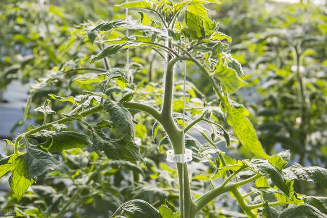 日光温室西葫芦间作豆角、番茄栽培模式，学到就是赚到